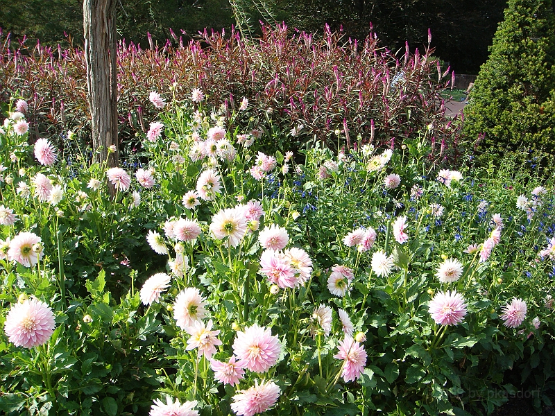 181 Longwood Gardens [2008 August 23].JPG - Longwood Gardens in Pennsylvania